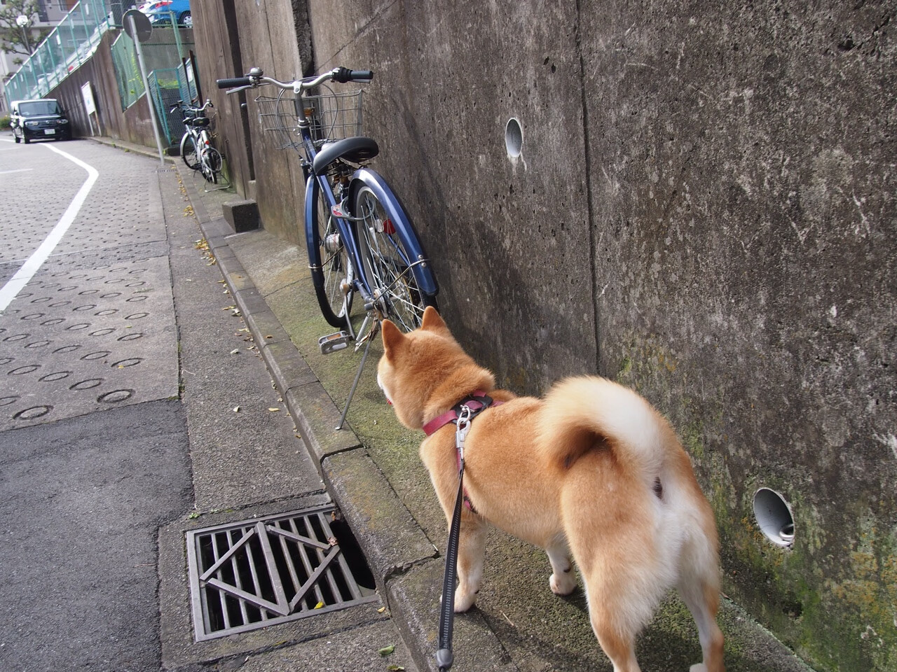 开云真人娱乐官网-WRC观众故事：现场见证冠军诞生，wrc冠军一览表