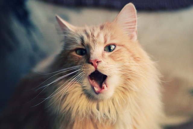 对手教练吐槽：塞内加尔球员雪地奔跑像猎豹，塞内加尔怎么样